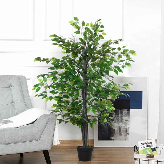 Ficus artificial - The Green Store