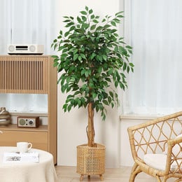 Ficus artificial