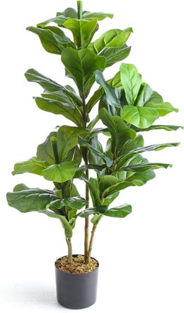 Ficus Lyrata 160 cms