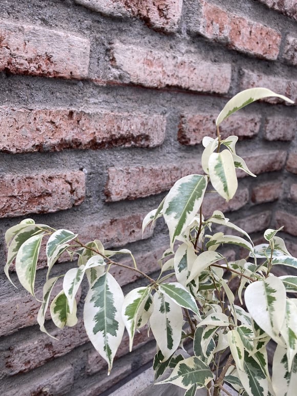 Ficus benjamina variegado