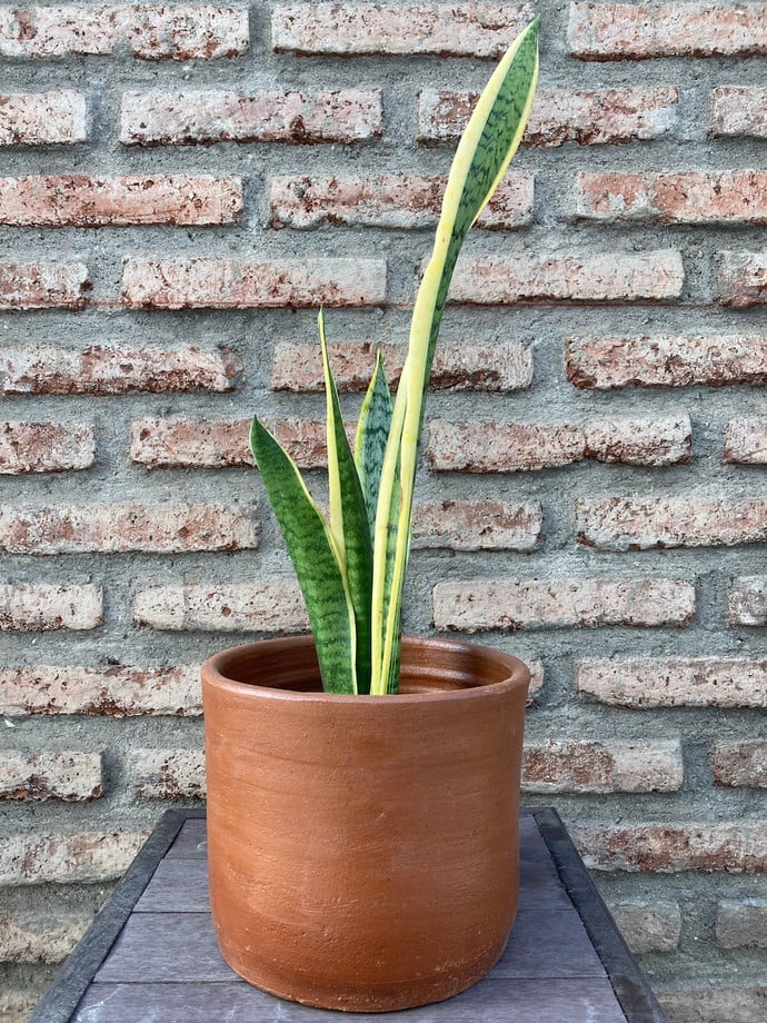 Sansevieria variegada - planta sanseviera o lengua de suegra muy resistente de poca agua 1.JPG