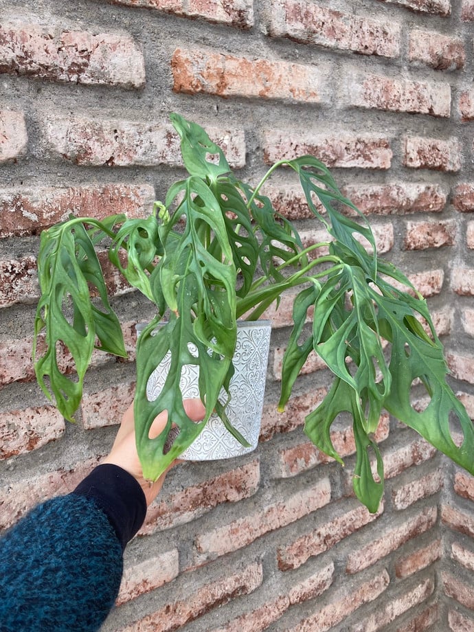 Monstera adansonii - monstera adansonii planta linda con hojas perforadas trepadora de interior 5.JPG