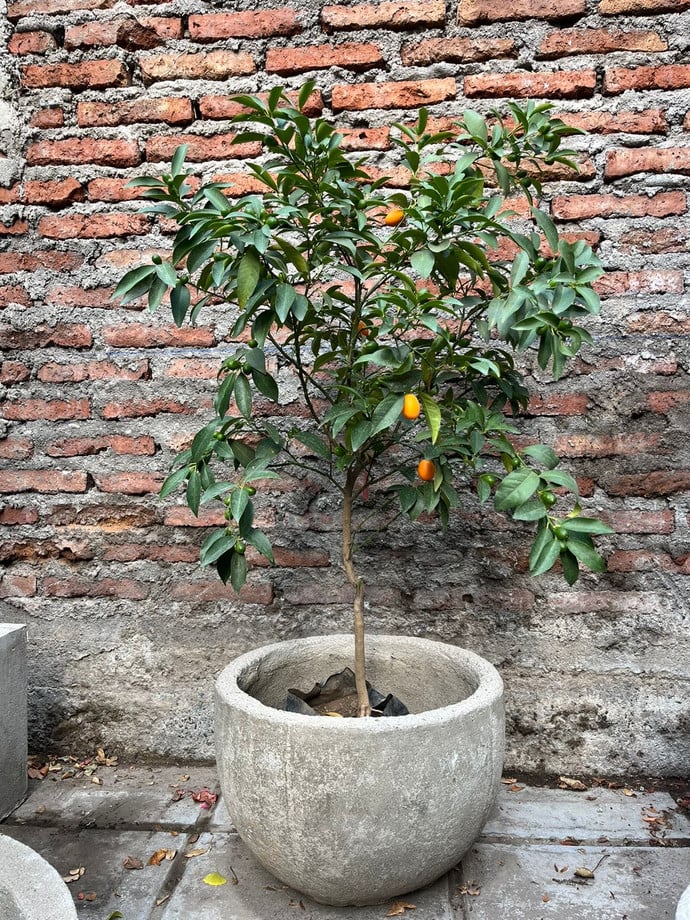 Kumquat - arbusto cítrico kumquat de 150 cm de altura en macetero de cemento.JPG