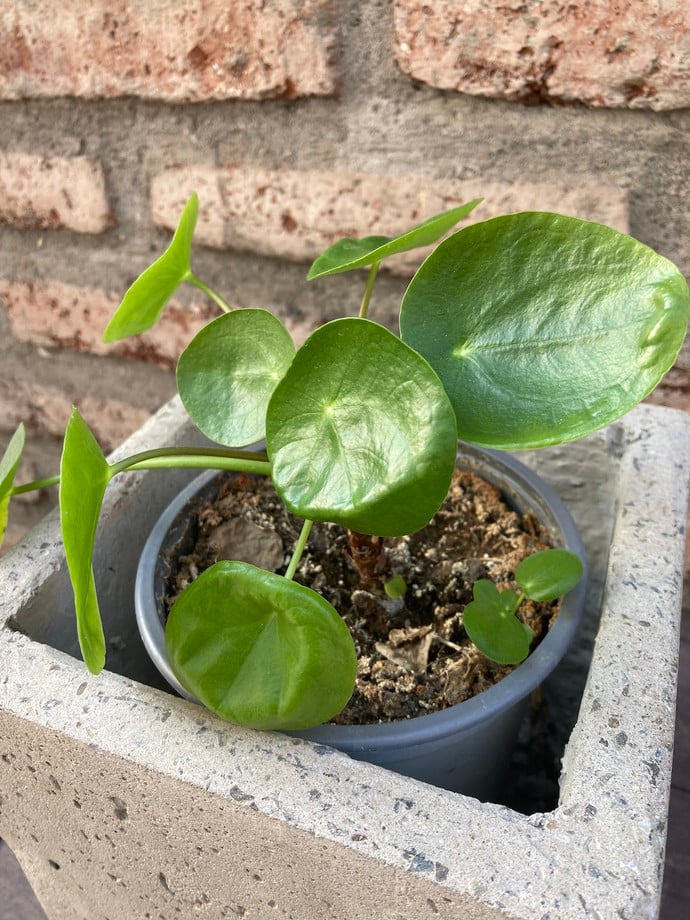 Pilea peperomioides - planta de la amistad o pilea peperomiodes2.JPG