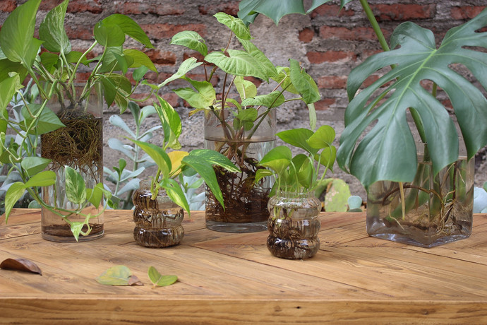 Florero de vidrio con planta y raíces a la vista - plantas de interior en jarros de vidrio.jpg